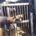 नैनीताल : धारी ब्लॉक में महिला को मौत के घाट उतारने वाले दो गुलदार पिंजरे में कैद