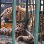 भीमताल के जून स्टेट क्षेत्र में पिंजरे में कैद हुआ तेंदुआ, वन विभाग ने रेस्क्यू कर रानीबाग भेजा