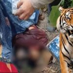 हल्द्वानी : फतेहपुर क्षेत्र में बाघ का हमला, महिला की मौत से दहशत; ग्रामीणों का वन विभाग पर फूटा गुस्सा