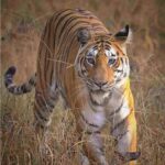 बाघिन का आतंक: गाय बचाने पहुंचे 15 वर्षीय छात्र की मौत, गांव में दहशत और आक्रोश