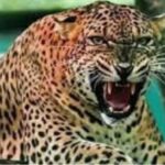 हल्द्वानी : फतेहपुर रेंज में आतंक का पर्याय बन चुका बाघ 20 दिन बाद आया काबू में, वन कर्मियों को मिली बड़ी सफलता