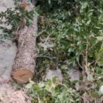 रामगढ़ में दिनदहाड़े हरे पेड़ों पर चला आरा, दबंगों की करतूत से ग्रामीणों में आक्रोश