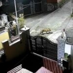 भीमताल में दो गुलदारों की दस्तक: सीसीटीवी में कैद हुई रात की दहशत, ग्रामीणों में डर का माहौल