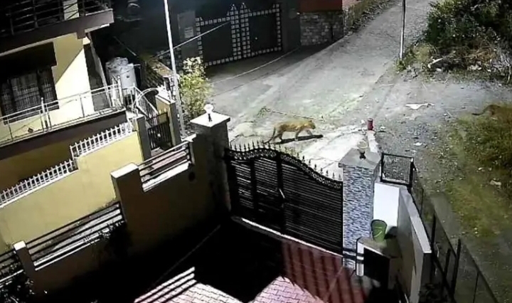 भीमताल में दो गुलदारों की दस्तक: सीसीटीवी में कैद हुई रात की दहशत, ग्रामीणों में डर का माहौल