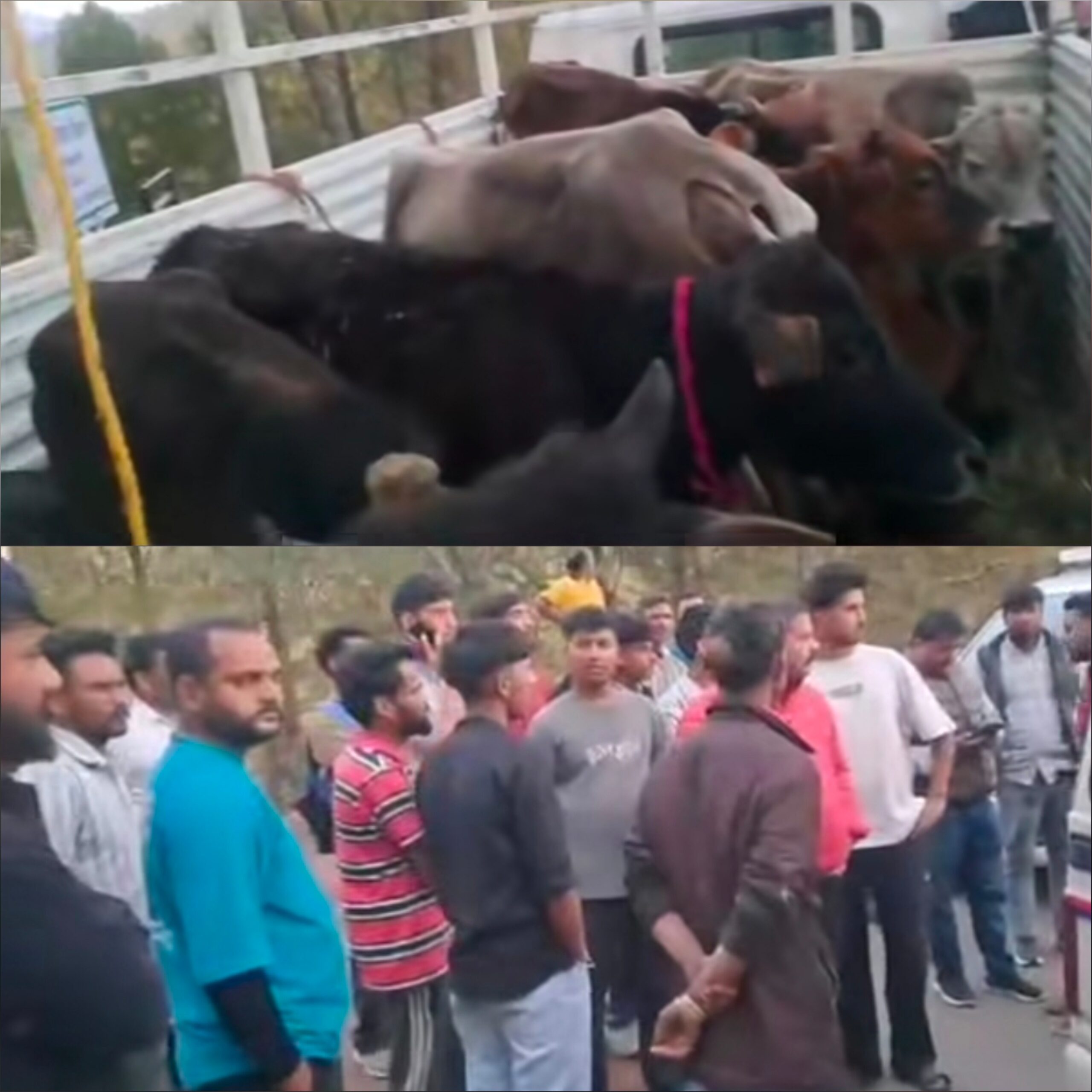 भीमताल में गौवंश ले जा रहे मिनी ट्रक को ग्रामीणों ने पकड़ा, तीन आरोपी हिरासत में