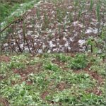 बागेश्वर में कहर बनकर बरसी ओलावृष्टि: फसलें तबाह, 80 गांवों में रातभर बिजली गुल