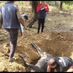 भीमताल : दूध देना बंद होते ही जंगल में छोड़ा गौवंश, घायल गाय की मौत पर हंगामा