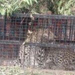 भीमताल के मोरा गांव में पिंजरे में कैद हुआ गुलदार, आदमखोर होने की पुष्टि बाकी