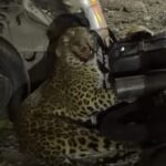 ब्रेकिंग न्यूज़ : भीमताल के खुटानी में तेंदुआ बाइक सवार पर झपटा, बाइक सवार ने कूदकर बचाई जान, वीडियो….