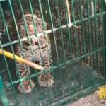 बकरे के लालच में पिंजरे में फंसी मादा गुलदार, वन विभाग ने जंगल में छोड़ा