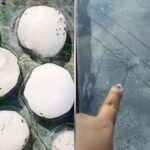 पिथौरागढ़ में कहर बनकर बरसी ओलावृष्टि, 200 ग्राम तक के ओलों से फसलें तबाह, वाहनों के शीशे टूटे