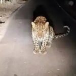 गुलदार ने रोकी बारात, आधे घंटे तक सड़क पर डटा रहा गुलदार