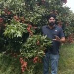 चकलुवा की लीची ने बढ़ाई किसानों की उम्मीदें, बंपर पैदावार से बाजारों में बढ़ी मांग