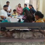 कालाढूंगी में आवारा कुत्तों का आतंक, दो दिन में दो दर्जन से अधिक लोगों को बनाया शिकार