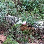 हल्द्वानी के जंगल में खूनी टेरिटोरियल फाइट: दो नर बाघों की भीषण भिड़ंत में दोनों की मौत, उत्तराखंड में पहली बार सामने आया ऐसा मामला
